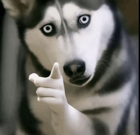 Dog Pointing Meme, Explained