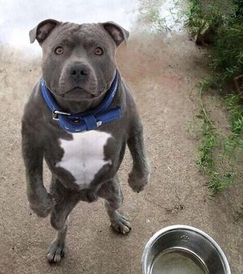 The Pitbull Meme, Explained