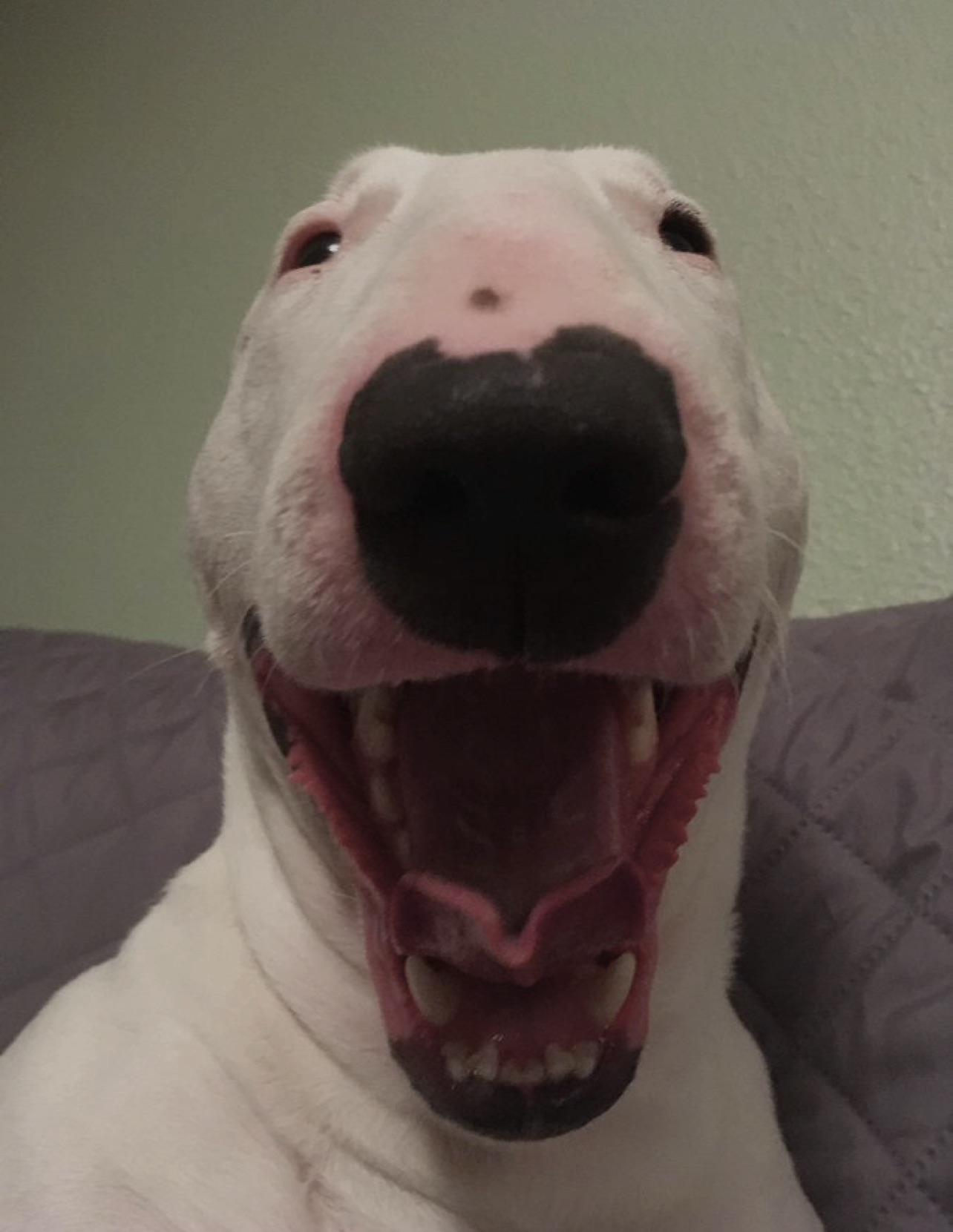 Walter Dog Meme, Explained