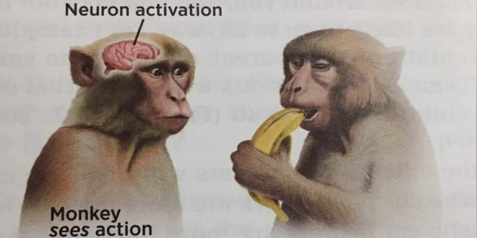 Neuron Activation Meme, Explained