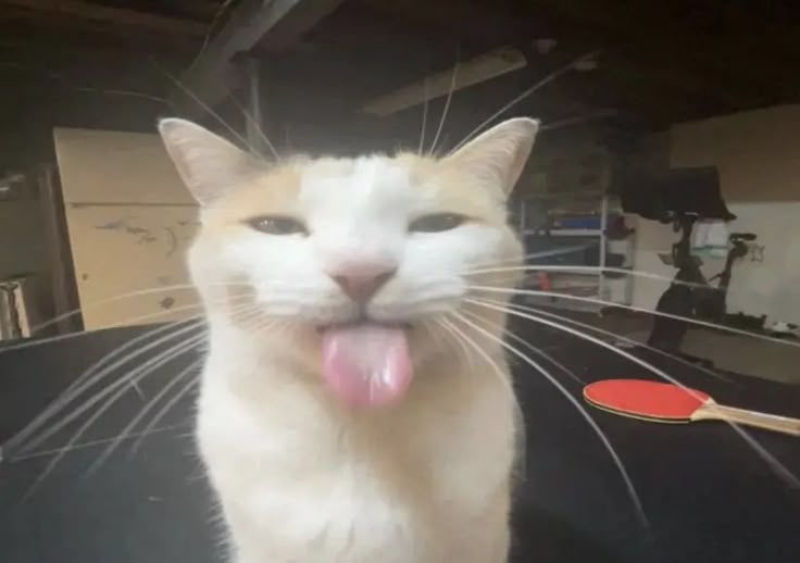 Cat Sticking Tongue Out Meme, Explained